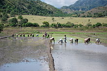 Working a rice paddy in Oemelo, Suco Lifau, Pante Macassar administrative post