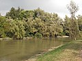 Il Sile durante una piena a Quarto d'Altino.