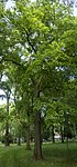 Zürgelbaum (Celtis occidentalis)