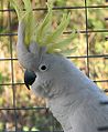 Sulphur crested cockatoo