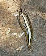 A pod and its winged seeds