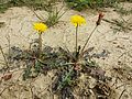 Taraxacum serotinum