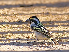 Kaapse baardvogel