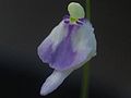 Utricularia arenaria since 28.01.2014