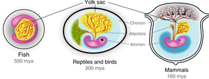 Amnion ontstaan tijdens de evolutie