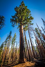 First giant sequoia discovered by Galen Clark in 1857, marking the beginning of his exploration of the Mariposa Grove.