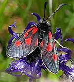 Zygaena exulans – Oberseite