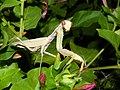 Weibchen der Afrikanischen Riesengottesanbeterin (S. viridis) bei Nacht mit den an dunkle Lichtverhältnisse angepassten Augen.