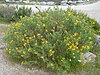 Adenocarpus argyrophyllus - 20080603-02.jpg