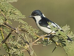 White-naped tit foraging on Prosopis juliflora at Kutch