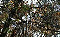 Bauhinia variegata