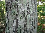 bark