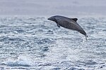 Chilean dolphin