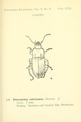 Pterostichus subsinuatus