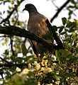 Was ist das? Vermute Ringeltaube (Columba palumbus). Bin mir aber nicht ganz sicher.