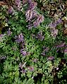 Corydalis solida