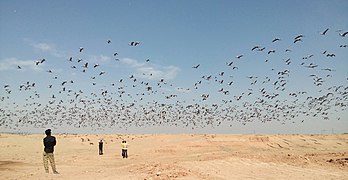 Demoiselle crane flying on the sky at Khichan