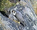 Peregrine Falcon