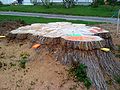 A section of Herbie's stump, pictured in May 2010, is prepared for removal. A stump grinder removed the remainder at the end of the month