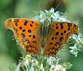 Polygonia c-aureum