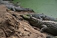 Crocodiles lying next to green water.