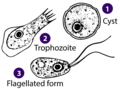 Naegleria sp. (Percolozoa: Heterolobosea)