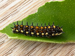 Papilio anactus (5440270907)