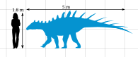New Paranthodon size chart