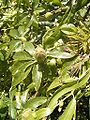 P. caerulea, Blütenknospe, Blätter und Sprossranken.