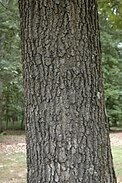 bark