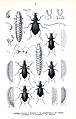 Illustrationen verschiedener Carabus-Arten, darunter auch dem Blauvioletten Waldlaufkäfer