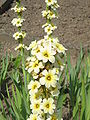 Sisyrinchium striatum