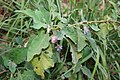 Eierpflanze (Solanum melongena)