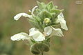 Stachys mardinensis-7