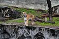 A tiger at the Tennoji Zoo