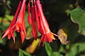 c: Fuchsien erledigtErledigt