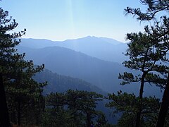 The Zambales Mountains is known for having pine trees, Pinus merkusii.[8]