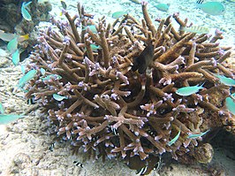 Acropora muricata