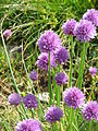 Allium schoenoprasum