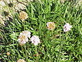 Armeria rhodopaea