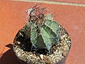 Astrophytum capricorne var. senile