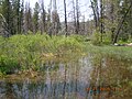 Wetlands Behind Stanley Lake