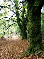 Bergherbos in Montferland