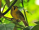 Bonin white-eye (Apalopteron familiare)