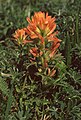 Castilleja affinis subsp. affinis