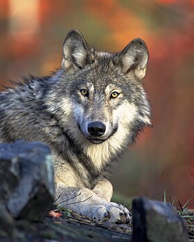 Ενήλικος ευρασιατικός γκρίζος λύκος (C. l. lupus)