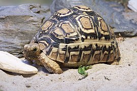 Leopard tortoise