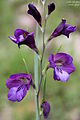 Gladiolus atroviolaceus-22