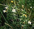 Gottes-Gnadenkraut (Gratiola officinalis)