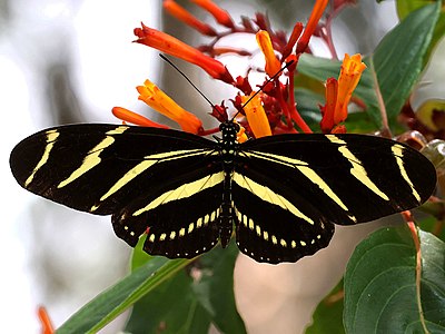 Zebra Longwing at the butterfly garden